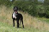 DOGUE ALLEMAND 040